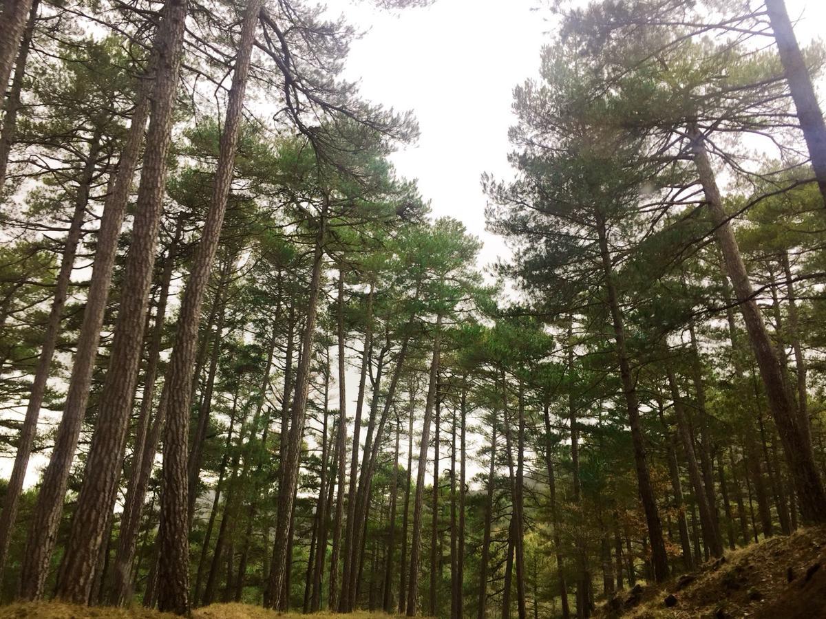 Вилла Vivienda Turistica Rural Entrepinares Сегура-де-ла-Сьерра Экстерьер фото